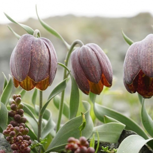 Fritillaria epirotica